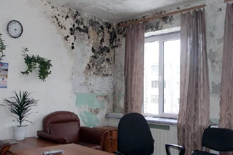 Комната покрытая плесенью